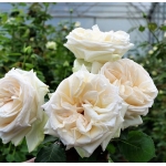 White OHara (Вайт Охара)